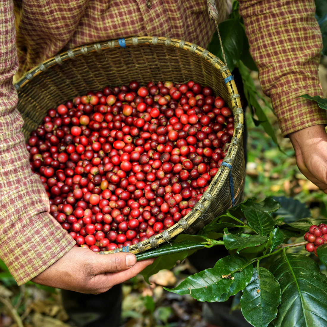 farmer collecting bright red coffee cherries ready to be packed and shipped to brewers